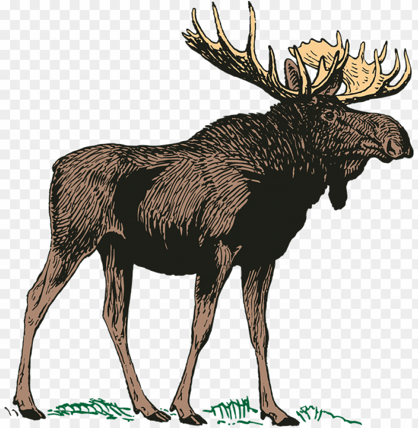 moose png png images background - Image ID 37769