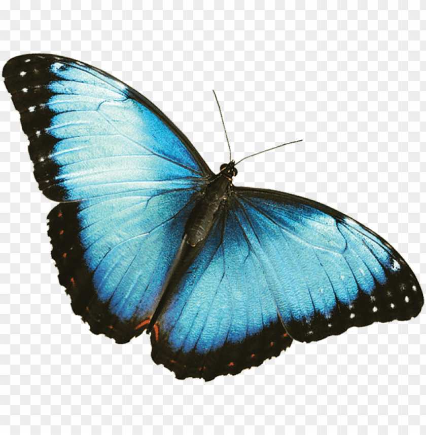 morpho azul - black and blue butterfly PNG image with transparent background  | TOPpng