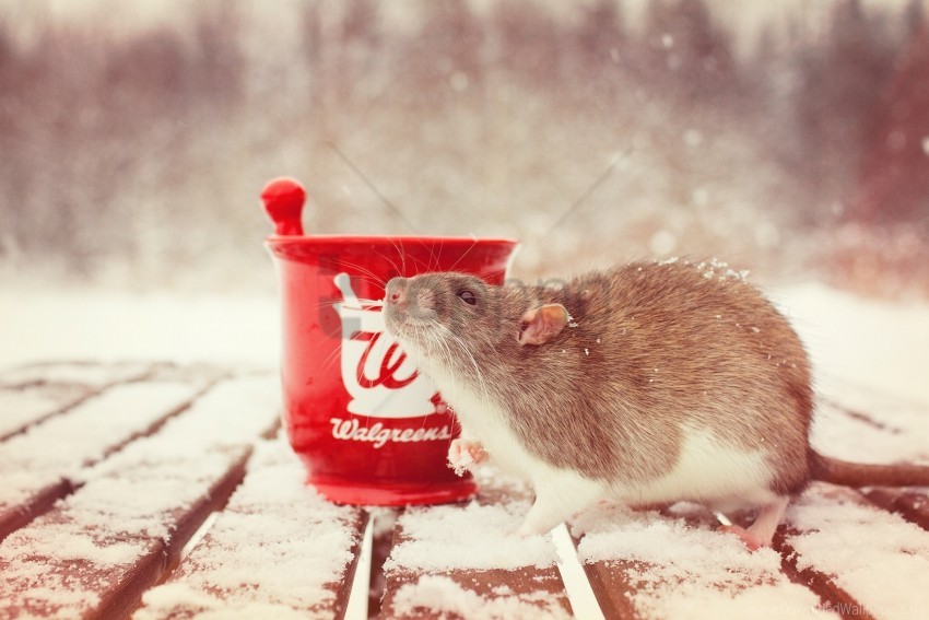 Mortar Rat Rodent Snow Wallpaper Background Best Stock Photos
