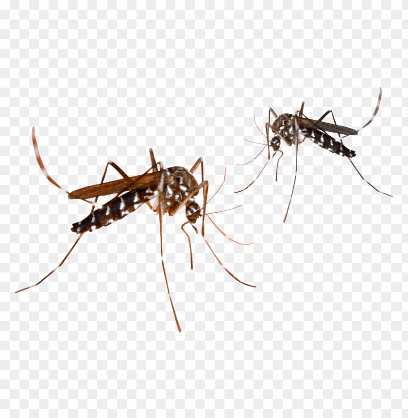 
fever
, 
insect
, 
bite
, 
mosquito
, 
virus
, 
disease
, 
malaria
