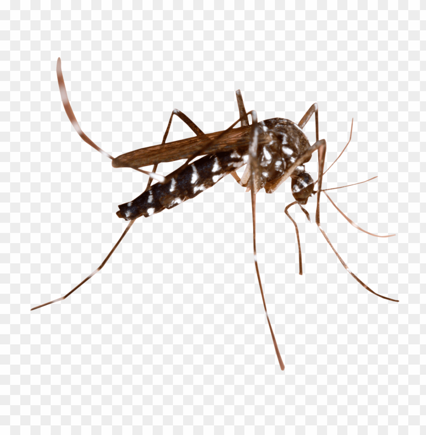 
fever
, 
insect
, 
bite
, 
mosquito
, 
virus
, 
disease
, 
malaria
