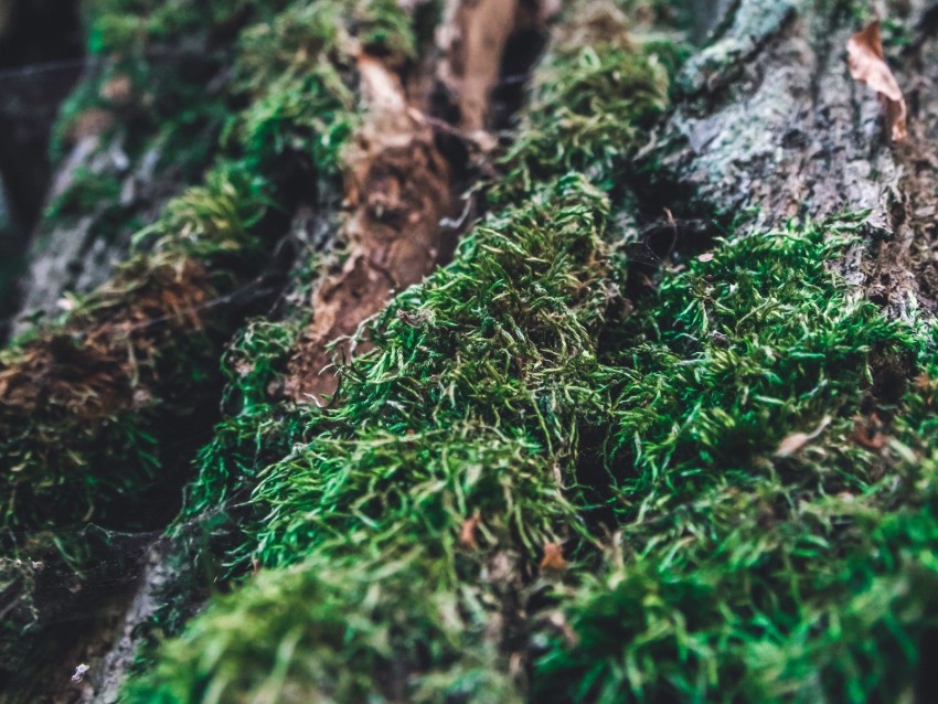 moss, bark, tree, macro, blur