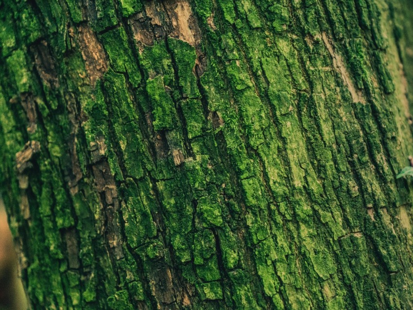 moss, bark, tree, surface, relief, green