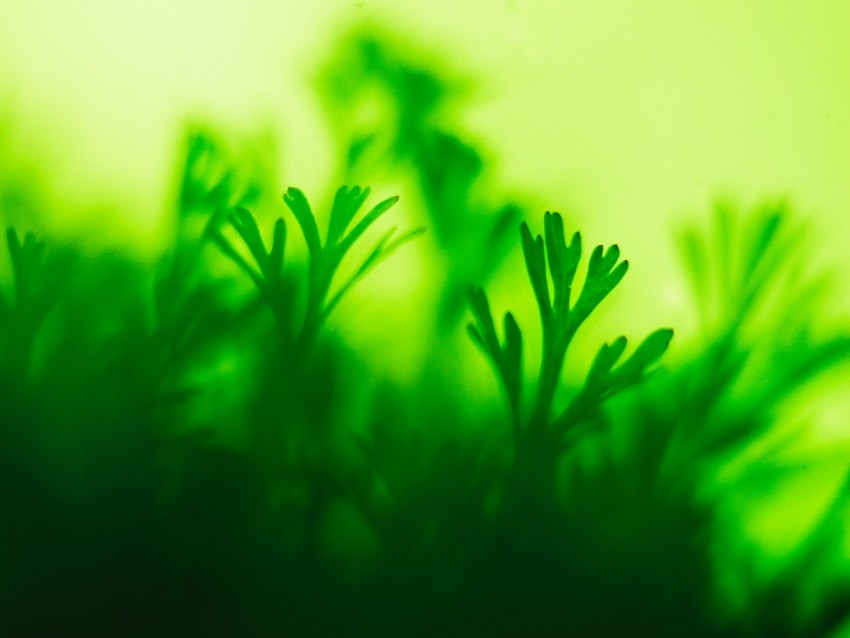 moss, plant, green, closeup, leaves