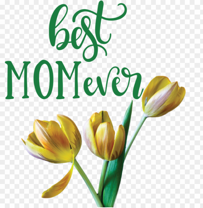 cut flowers plant stem bud,mothers day,happy mothers day,transparent png