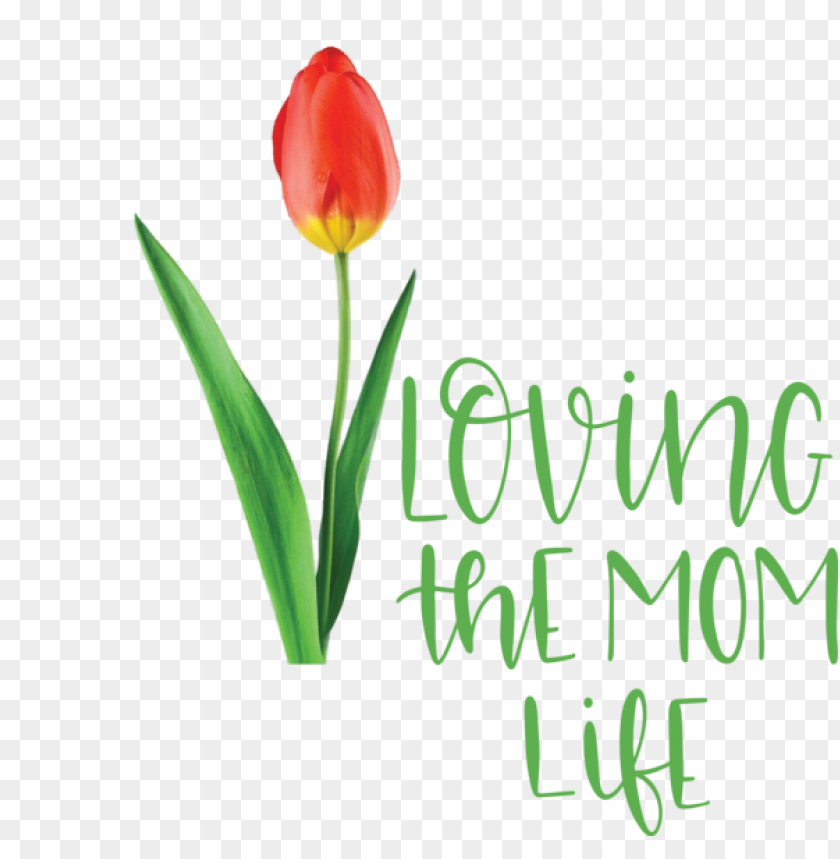 plant stem cut flowers tulip,mothers day,love you mom,transparent png