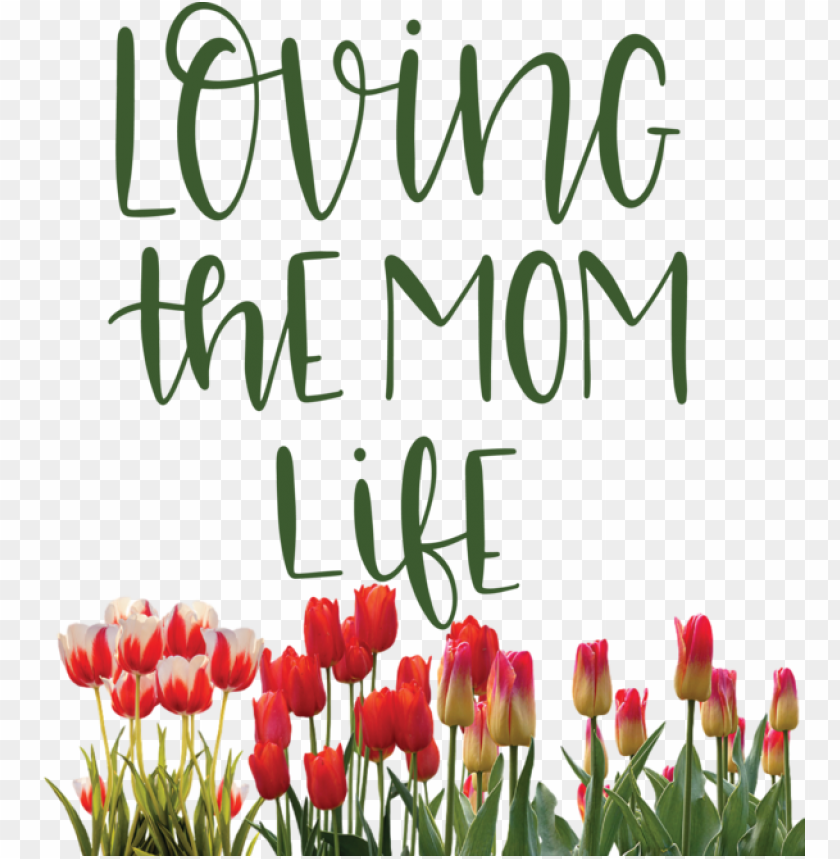 tulip flower cut flowers,mothers day,love you mom,transparent png