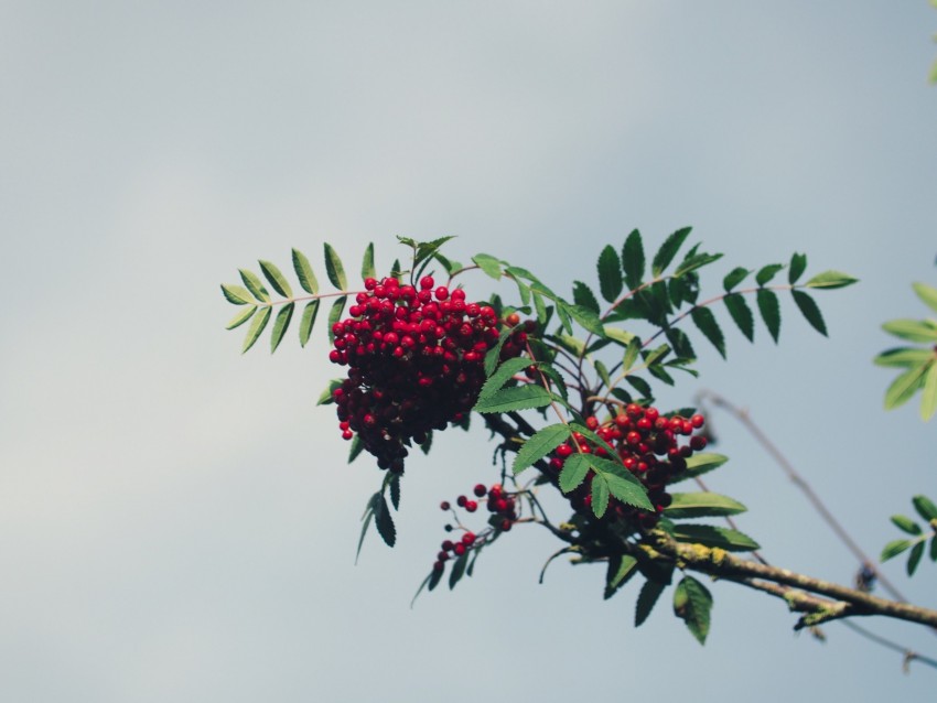 mountain ash, branch, berries, leaves, sky