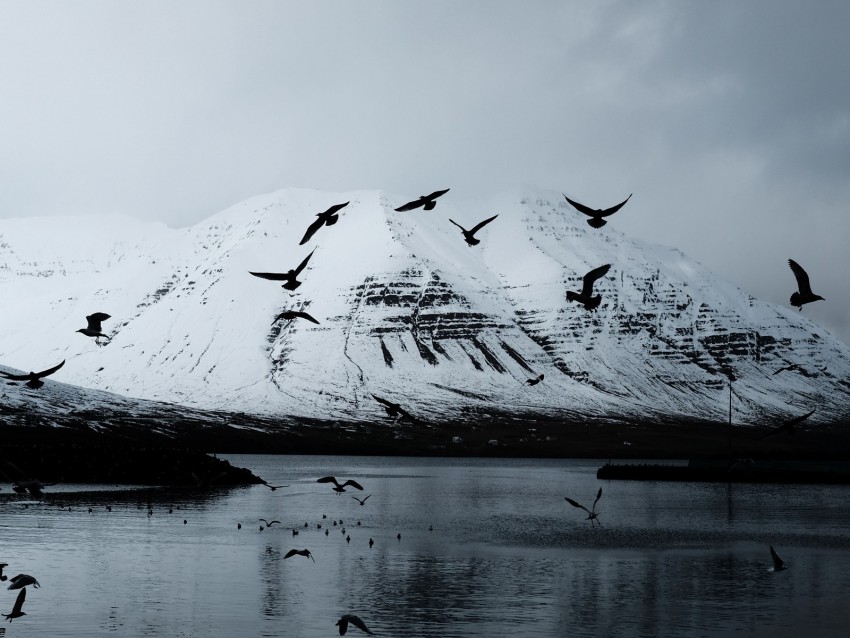 mountain, crows, birds, lake, snow, glacier