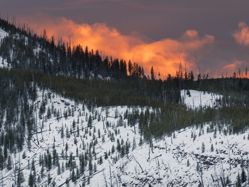 mountain, snow, trees, forest, sunset