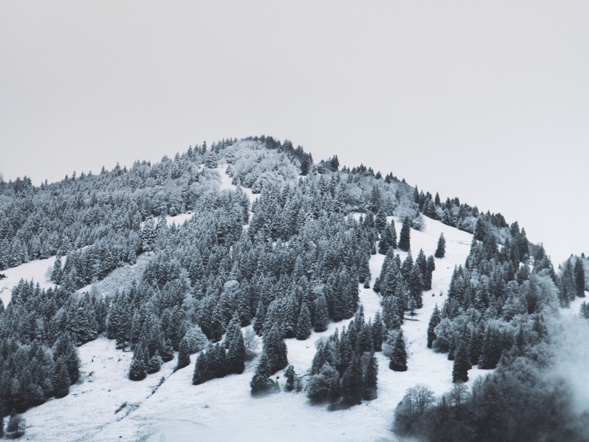 mountain, trees, snow, hill, fog