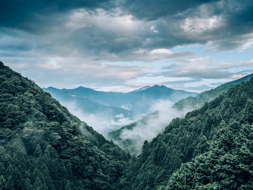 mountains, fog, trees, aerial view, landscape