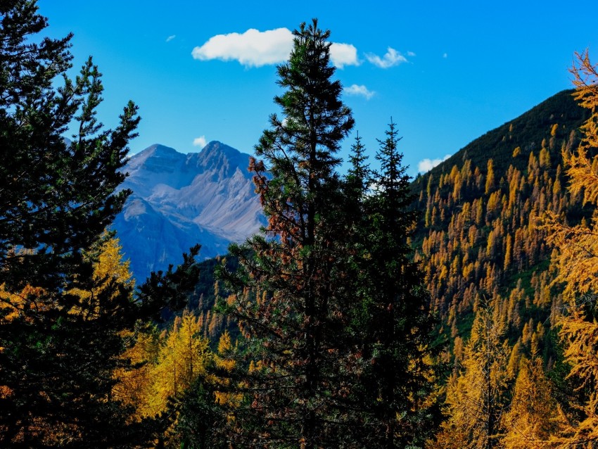 mountains, trees, autumn, landscape, branches, peak