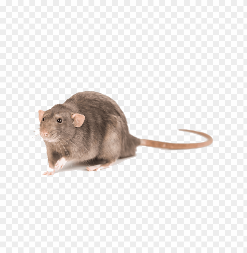 mouse,animals