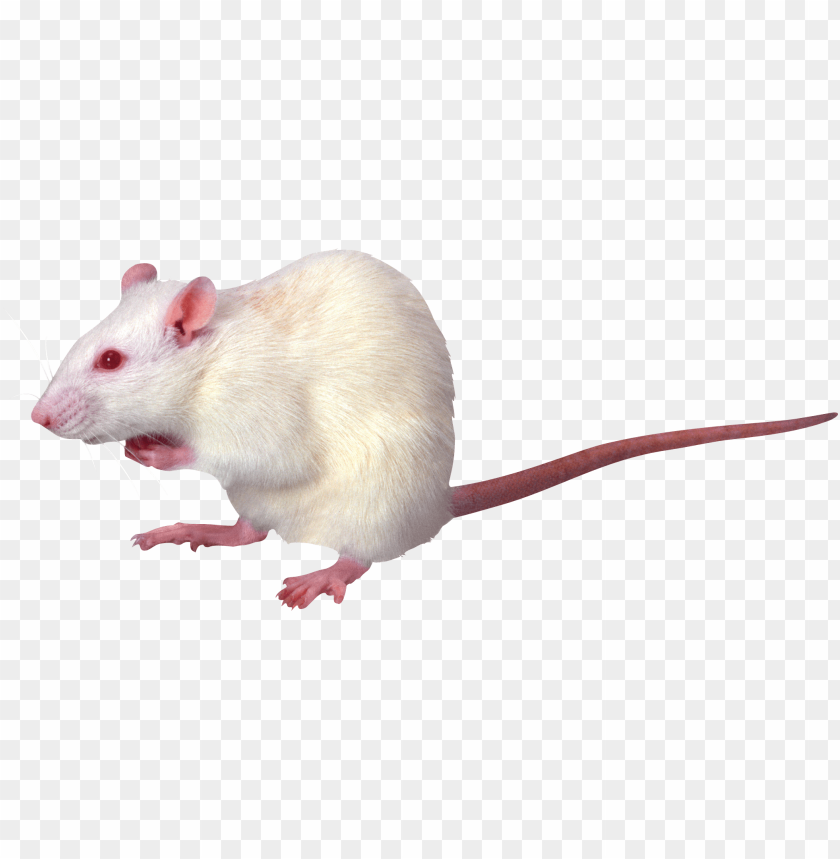mouse,animals