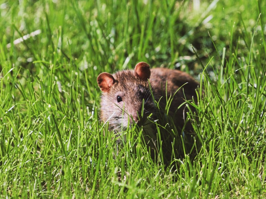 mouse, rodent, grass, wildlife