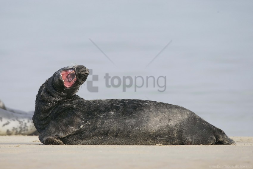 mouth seal yawn wallpaper background best stock photos - Image ID 160573