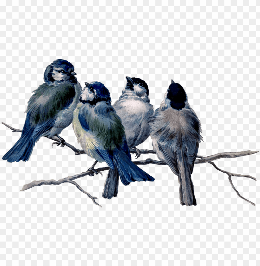 free PNG mq blue birds bird flying animal - vintage bird tattoos PNG image with transparent background PNG images transparent