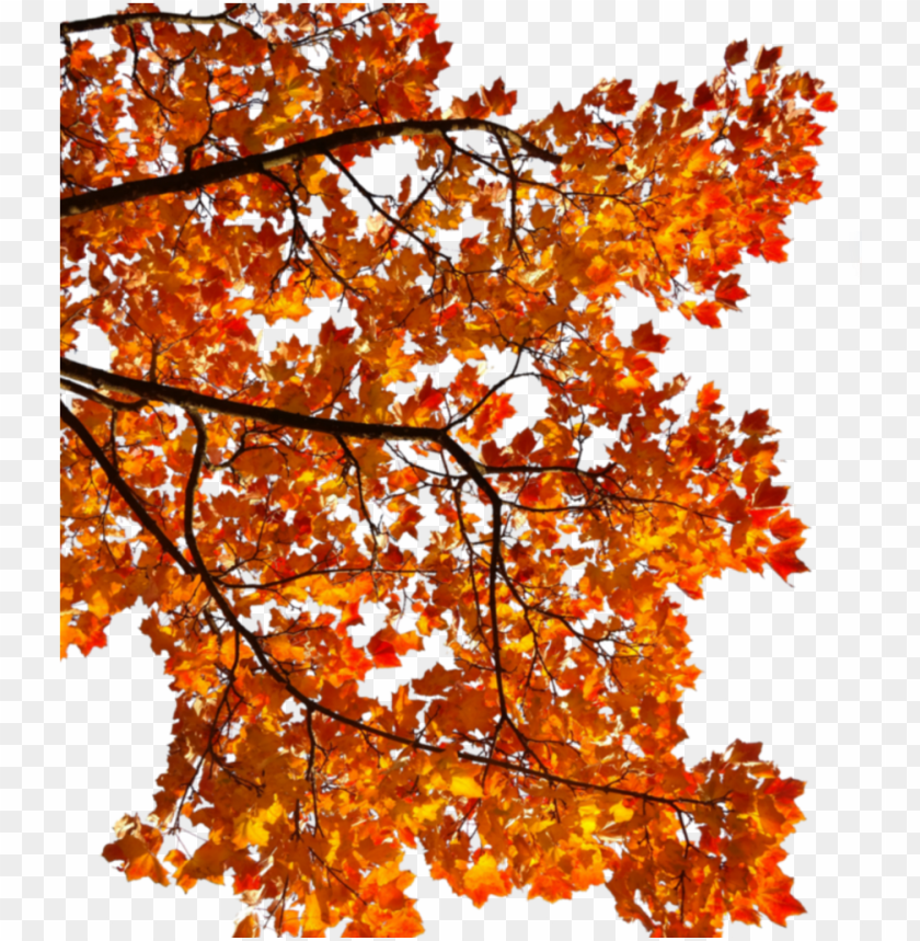 free PNG mq tree orange leaf autumn fall - tree branch autumn PNG image with transparent background PNG images transparent