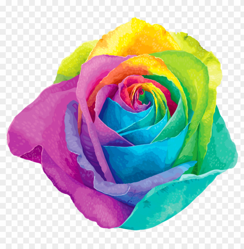 multlored rainbow rose transparent
