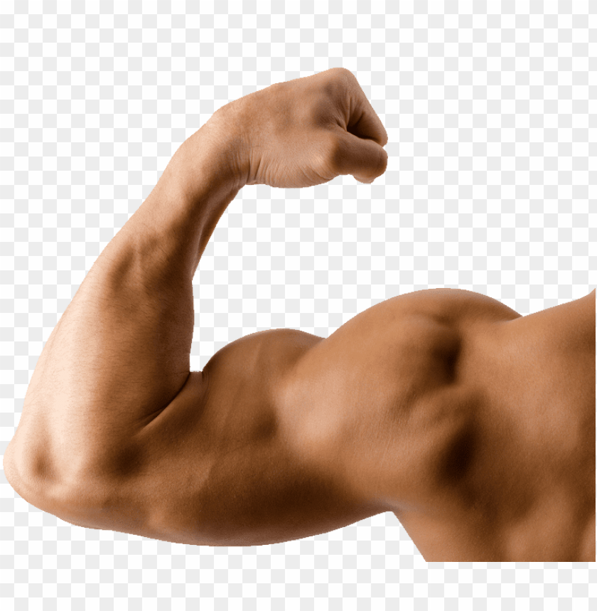 Download Muscle Png Images Background Toppng - musclepng roblox