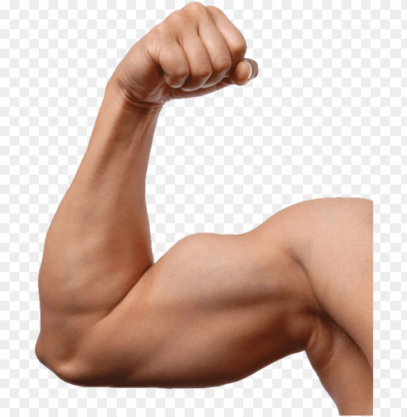 Transparent Background PNG Image Of Muscle - Image ID 20861