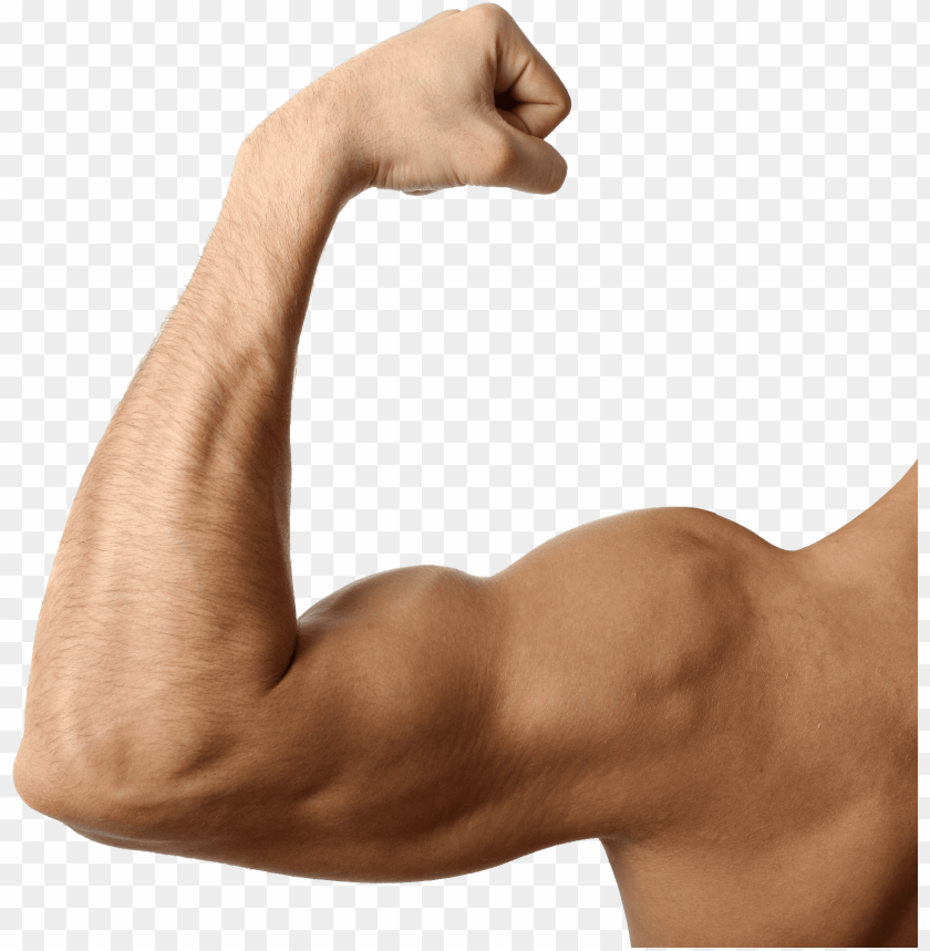 Transparent Background PNG Image Of Muscle - Image ID 20861