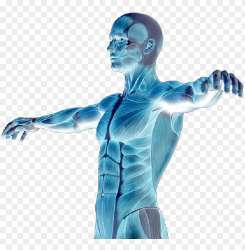 Muscle Degenerative Diseases Human Body Png Transparent Png Image With Transparent Background Toppng - skeleton clipart torso roblox t shirt png transparent cartoon
