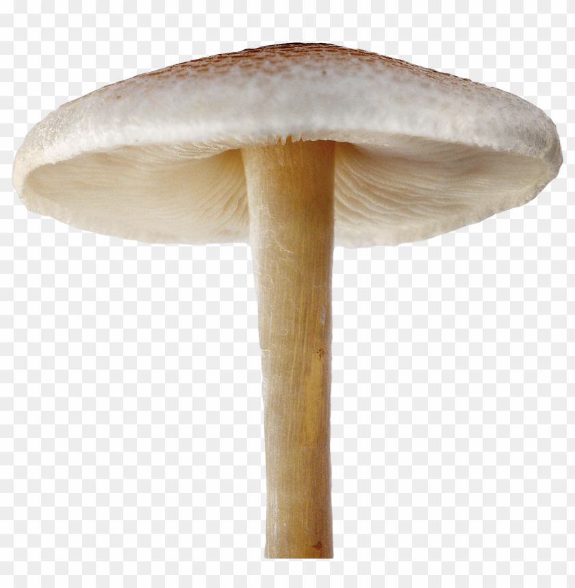 
food
, 
mushroom
