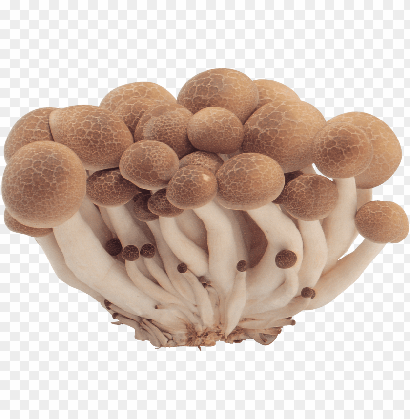 PNG image of mushroom with a clear background - Image ID 22197
