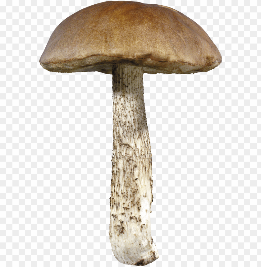 
mushroom
, 
toadstool
, 
gilled fungi
, 
puffball
