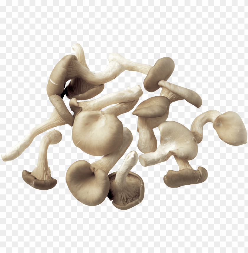 
mushroom
, 
toadstool
, 
gilled fungi
, 
puffball
