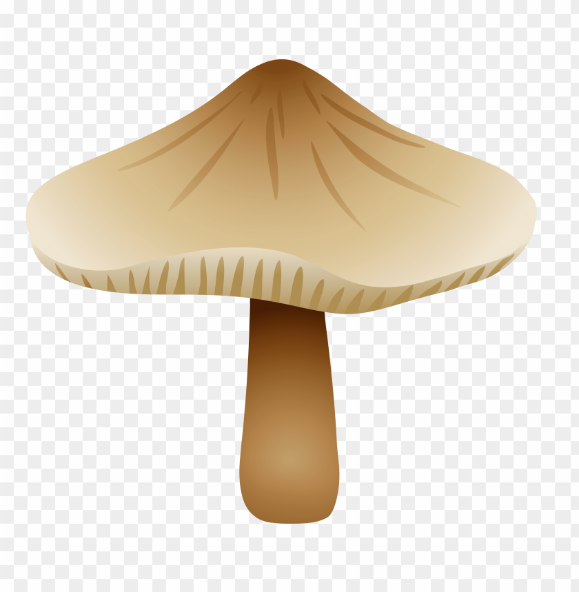mushroom, radicata, xerula