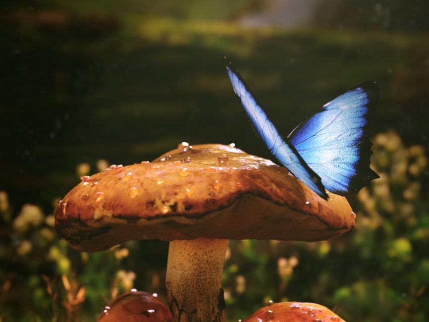 mushrooms, butterfly, dew, wet, grass