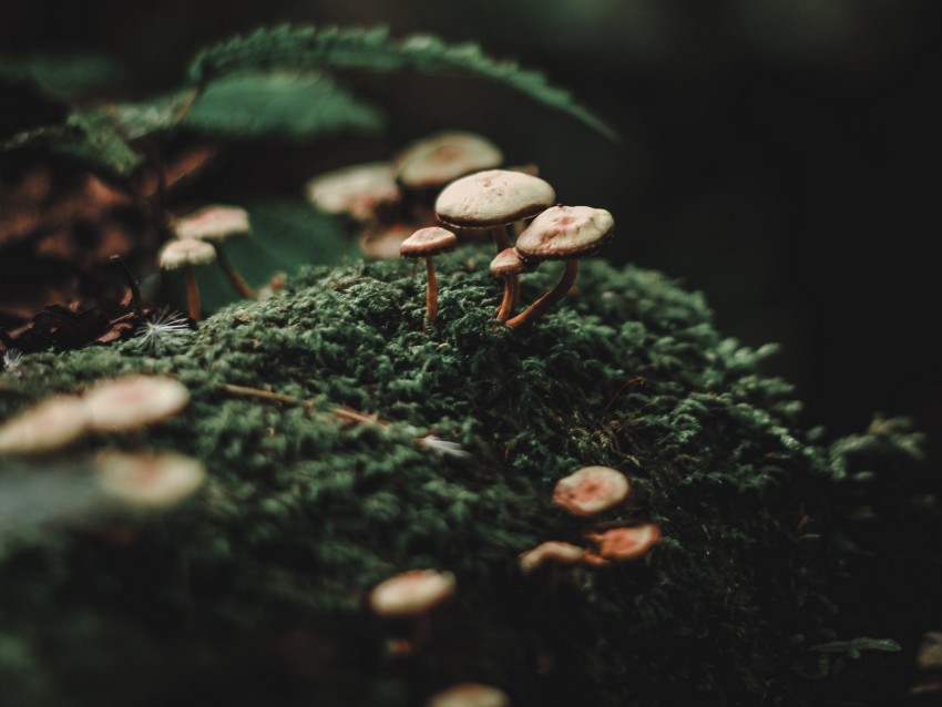 mushrooms, moss, blur, macro