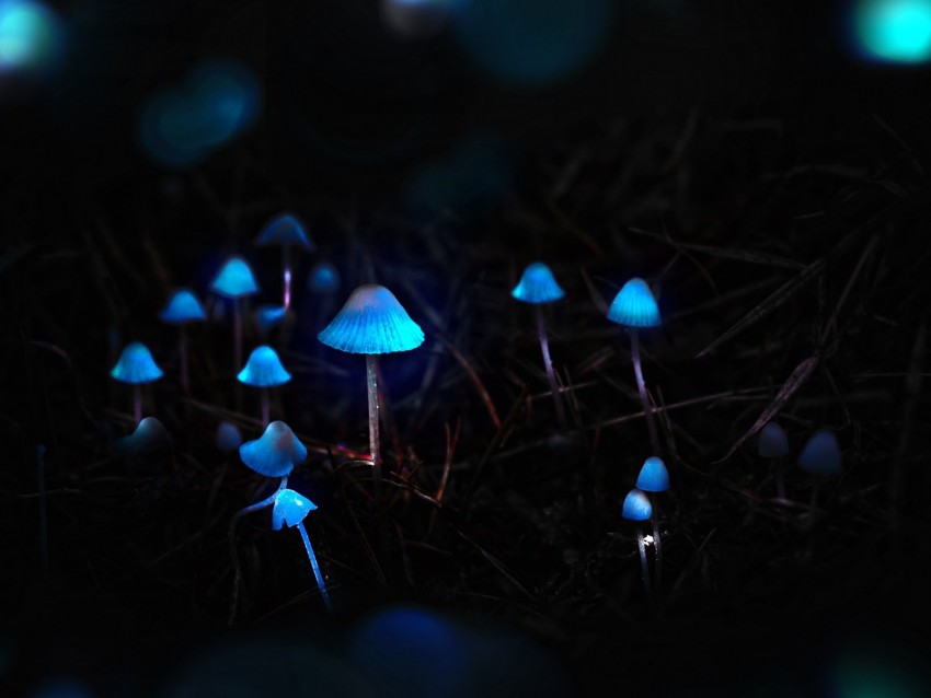 mushrooms, toadstools, glow, photoshop