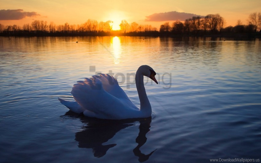 mute, swan wallpaper background best stock photos | TOPpng