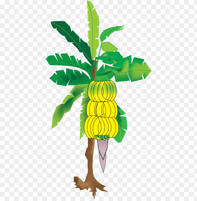 my illustration of the banana tree from suns eye an banana tree hd imajes PNG transparent with Clear Background ID 277623