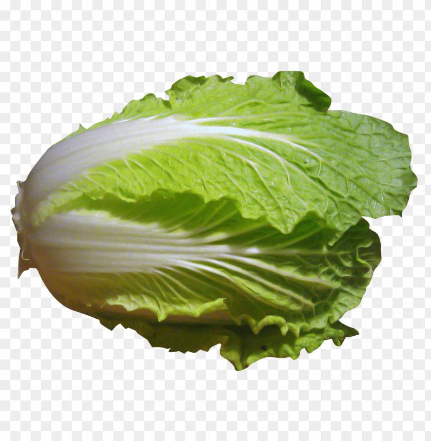 Napa Cabbage PNG Images With Transparent Backgrounds - Image ID 11912