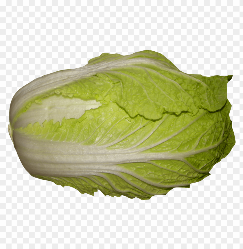 Napa Cabbage PNG Images With Transparent Backgrounds - Image ID 11918