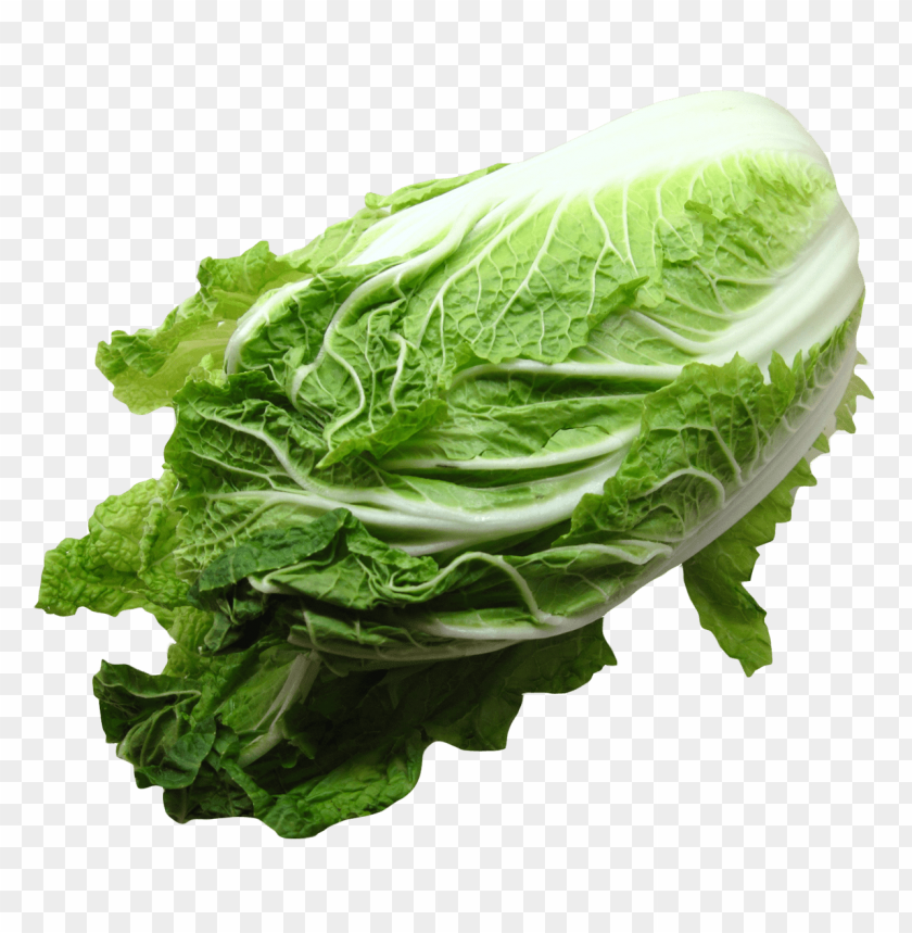 
vegetables
, 
napa cabbage
, 
chinese cabbage
