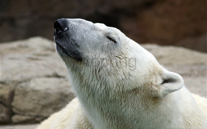 nature polar bear pose wallpaper background best stock photos - Image ID 160897