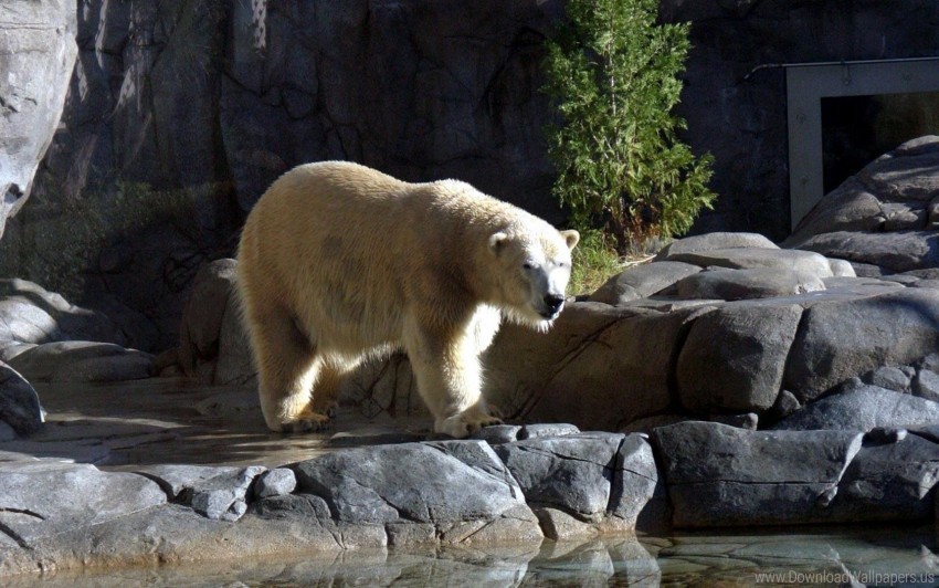 Nature Reserve Polar Bear Stones Walk Water Wallpaper Background Best Stock Photos