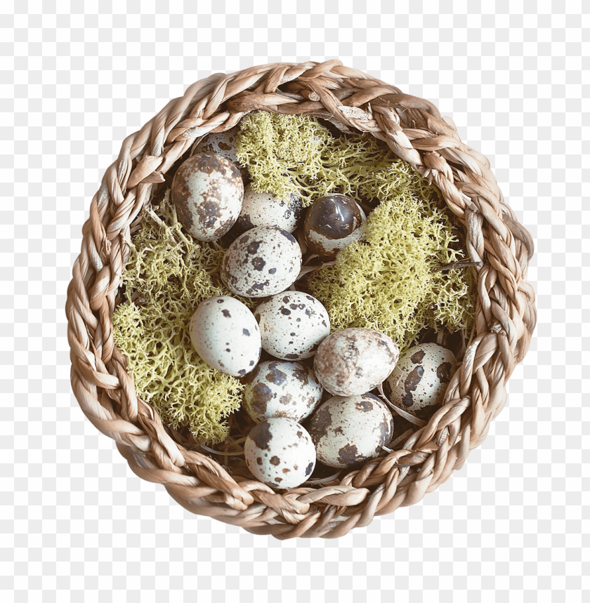 egg, object, bird, nest