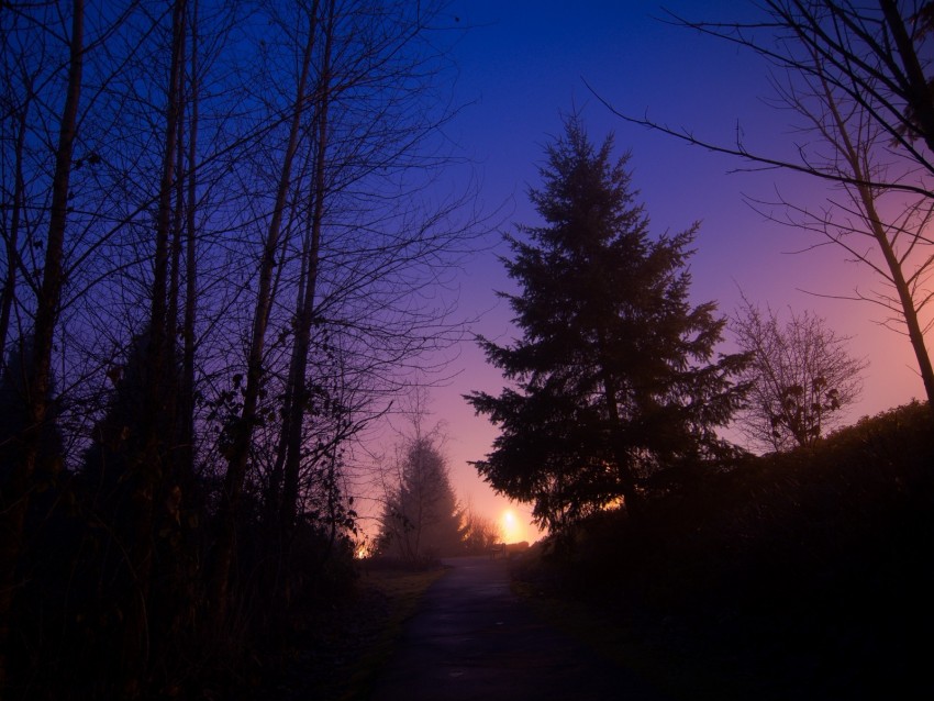 Night, Forest, Fog, Path, Trees, Sky Png - Free PNG Images