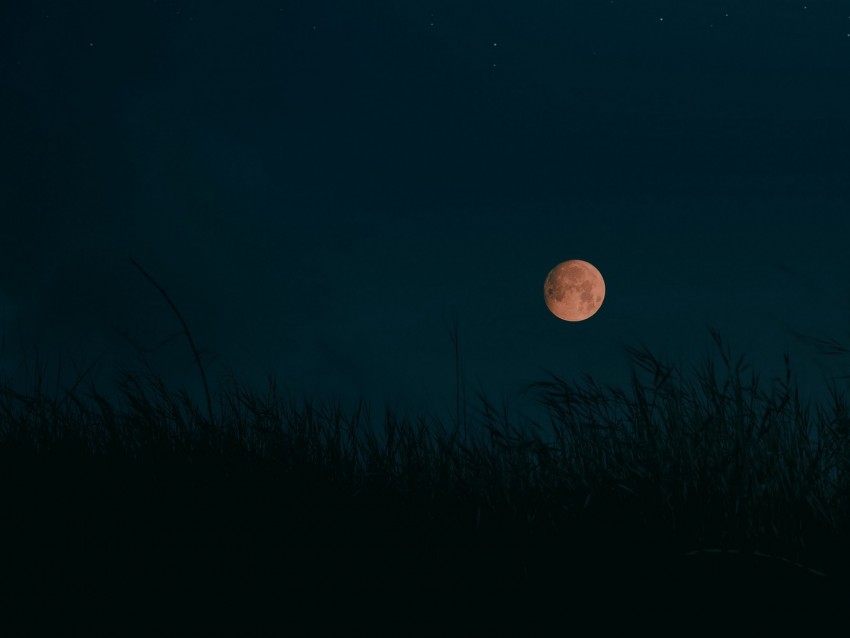 night, moon, grass, dark, landscape