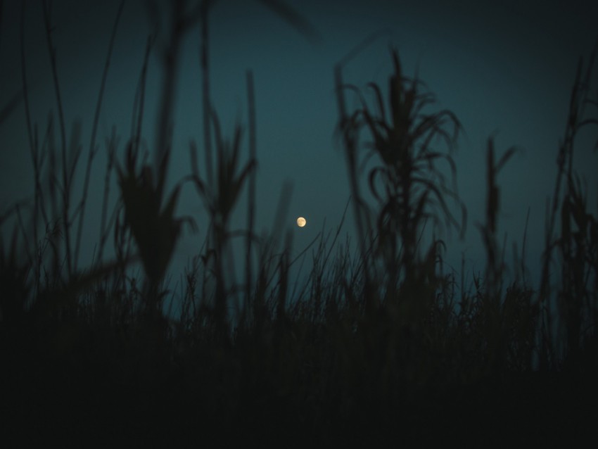 night, moon, twilight, grass, plants, outlines