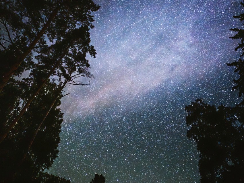 night, starry sky, trees, dark, stars