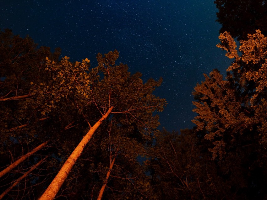 night, trees, starry sky, dark, crowns