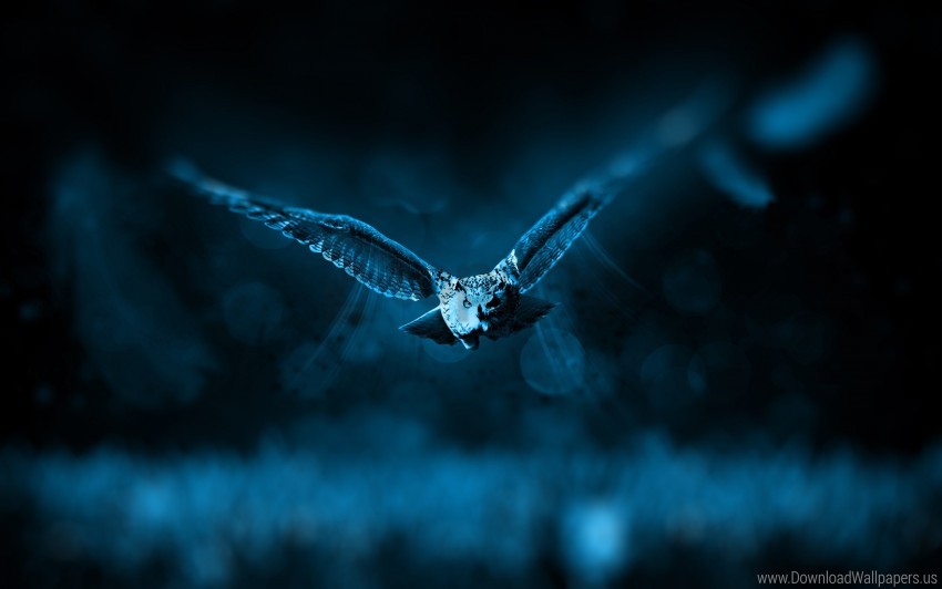 owl, nocturnal bird, wildlife, blue background, nature photography, flying animal, nighttime